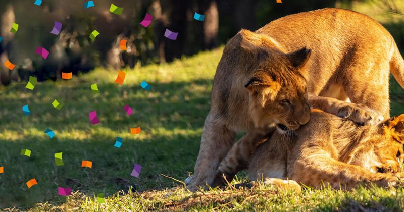 Taronga Zoo Sydney & Dubbo: Birthday Admission
